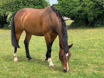 Horse grazing in a field