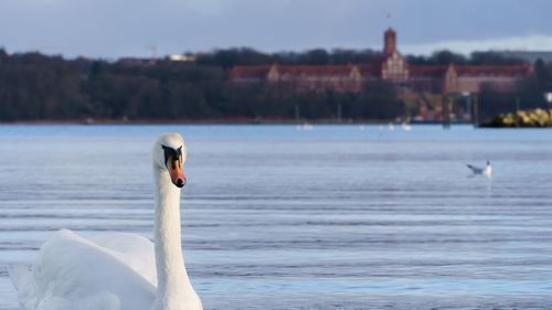 Swan swimming in lake against town