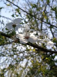 Close-up of white cherry blossom tree