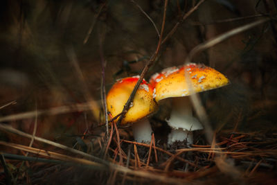 Close-up of red mushroom on field