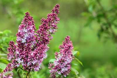 Close-up of pink flowers blooming outdoors