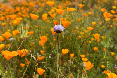 Close-up of yellow flowering plant on field