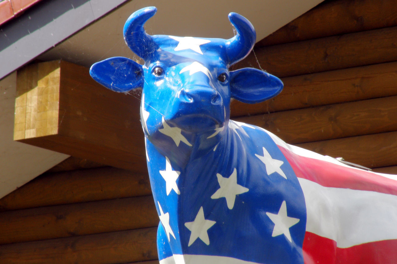 Stars & Bars... Stars And Stripes Flag Decoration Star Shape Animal Representation No People Blue Cow Koe Rund Pop Kitschy Kitsch