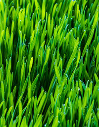 Full frame shot of fresh green plants