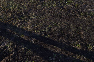 Full frame shot of trees on field