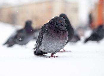 Beautiful pigeons sit in the snow in the city park in winter. close up of pigeons in winter 