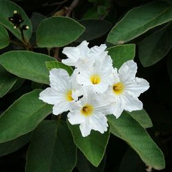 Close-up of white flowers blooming on plant