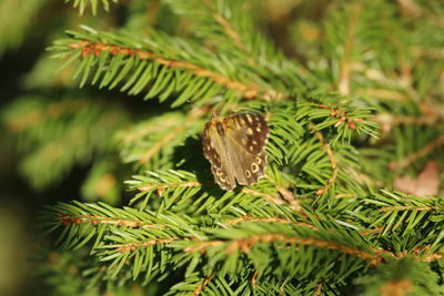 Close-up of pine tree branch