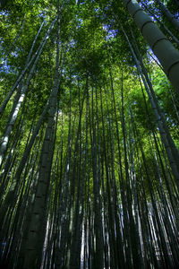Low angle view of bamboo trees in forest