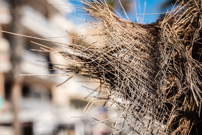 Close-up of dried plant