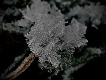 Close-up of frozen leaves