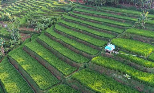 High angle view of rice paddy