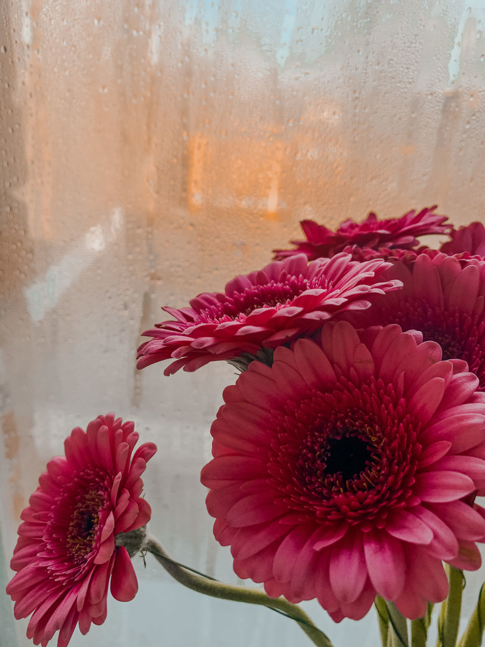 flower, flowering plant, plant, pink, freshness, red, nature, beauty in nature, fragility, close-up, flower head, petal, inflorescence, floristry, no people, water, indoors, bouquet, growth, gerbera daisy, window, art