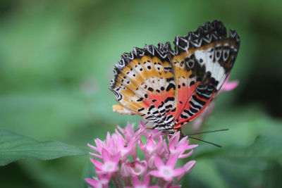 Close-up of butterfly pollinating on flower