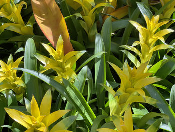 Close-up of yellow flowering plant