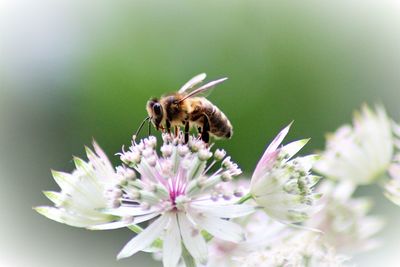 Close-up of bee pollinating on flower