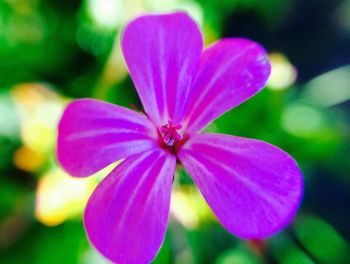 Close-up of pink flowers