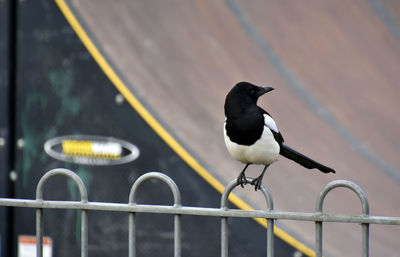 Close-up of bird perching on railing