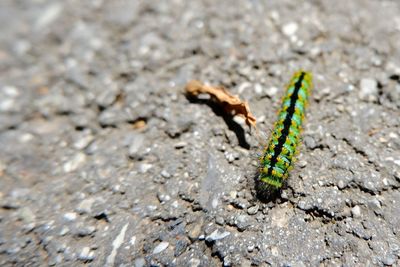 High angle view of insect on rock