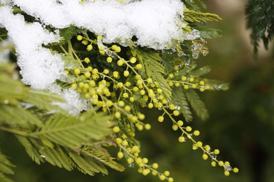 Close-up of frozen plant during winter