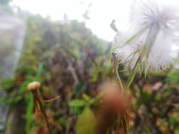 Close-up of flower growing on plant