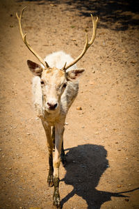 Portrait of deer standing outdoors