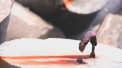 Close-up of crab on ice cream