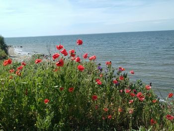 Red poppies blooming by sea against sky