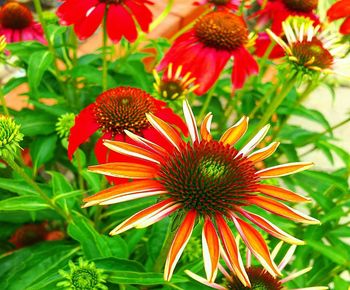 Close-up of red flowering plant