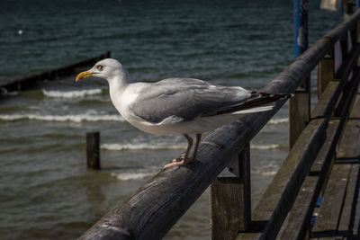 Seagull perching on wooden post