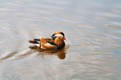 Duck swimming in a lake