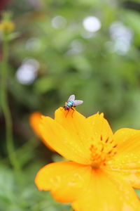 Close-up of insect on yellow flower