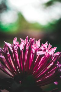 Close-up of pink flower