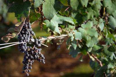 Close-up of grapes growing in vineyard