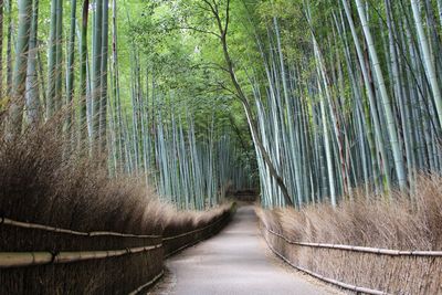 View of bamboo trees in forest