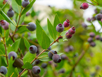 Close-up of berries growing on tree