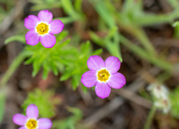 High angle view of pink flowering plants on field