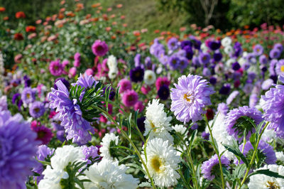 Close-up of purple flowering plants on field