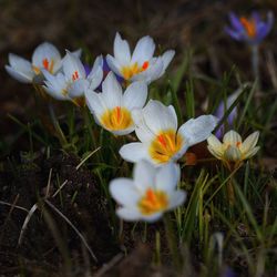Close-up of white flowers blooming on field