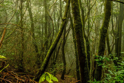 View of trees in forest