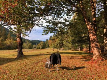 Chiar with a black jacket in the middle of a forest in autumn