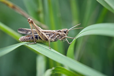 Close-up of insect on leaf