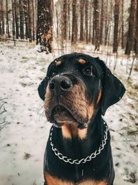 Close-up of a dog in snow