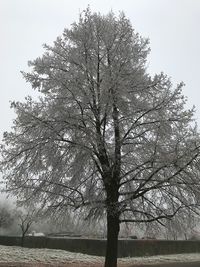 Tree against sky