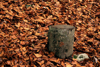 Close-up of dry maple leaves