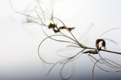 Close-up of plant against white background