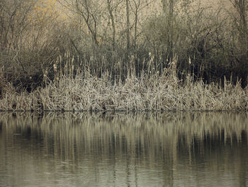 Reflection of trees in water