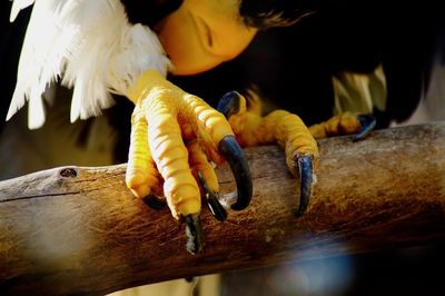 Close-up of hand holding bird