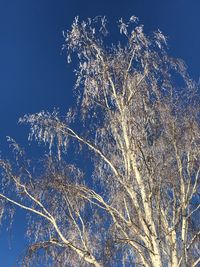 Low angle view of tree against sky during winter