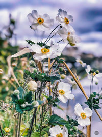 Close-up of white flowering plant